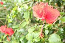 スカイプお話会 Before