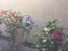 自覚お茶会 in 東京・千駄木 After