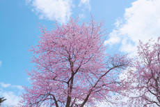 禅センターを利用して − 会員の声 その3 − Before