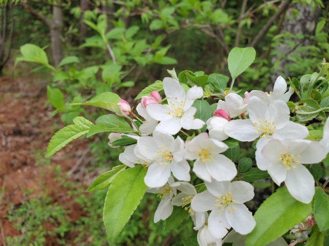禅センターの風景~春~ Before